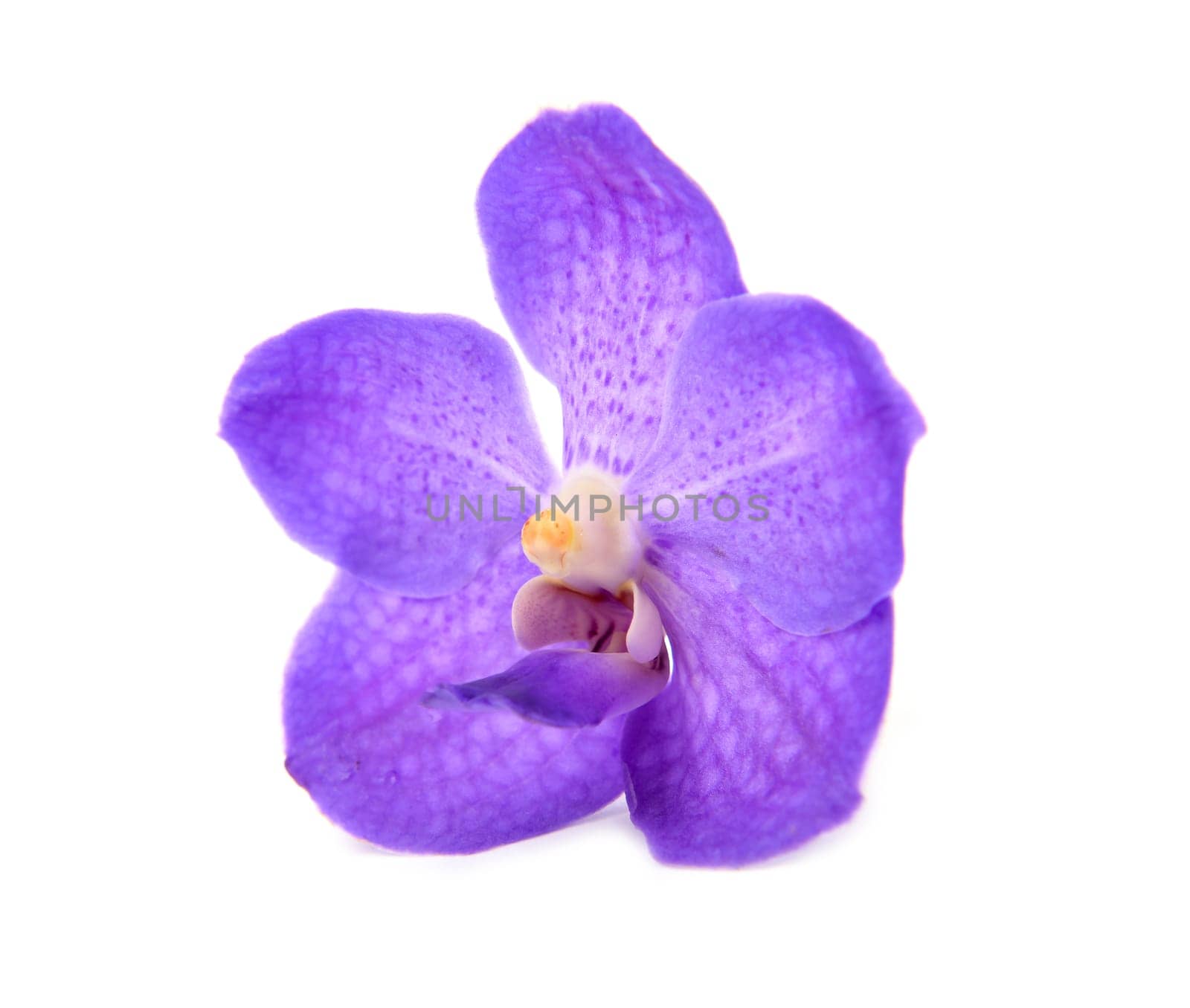 beautiful blooming orchid isolated on white background
