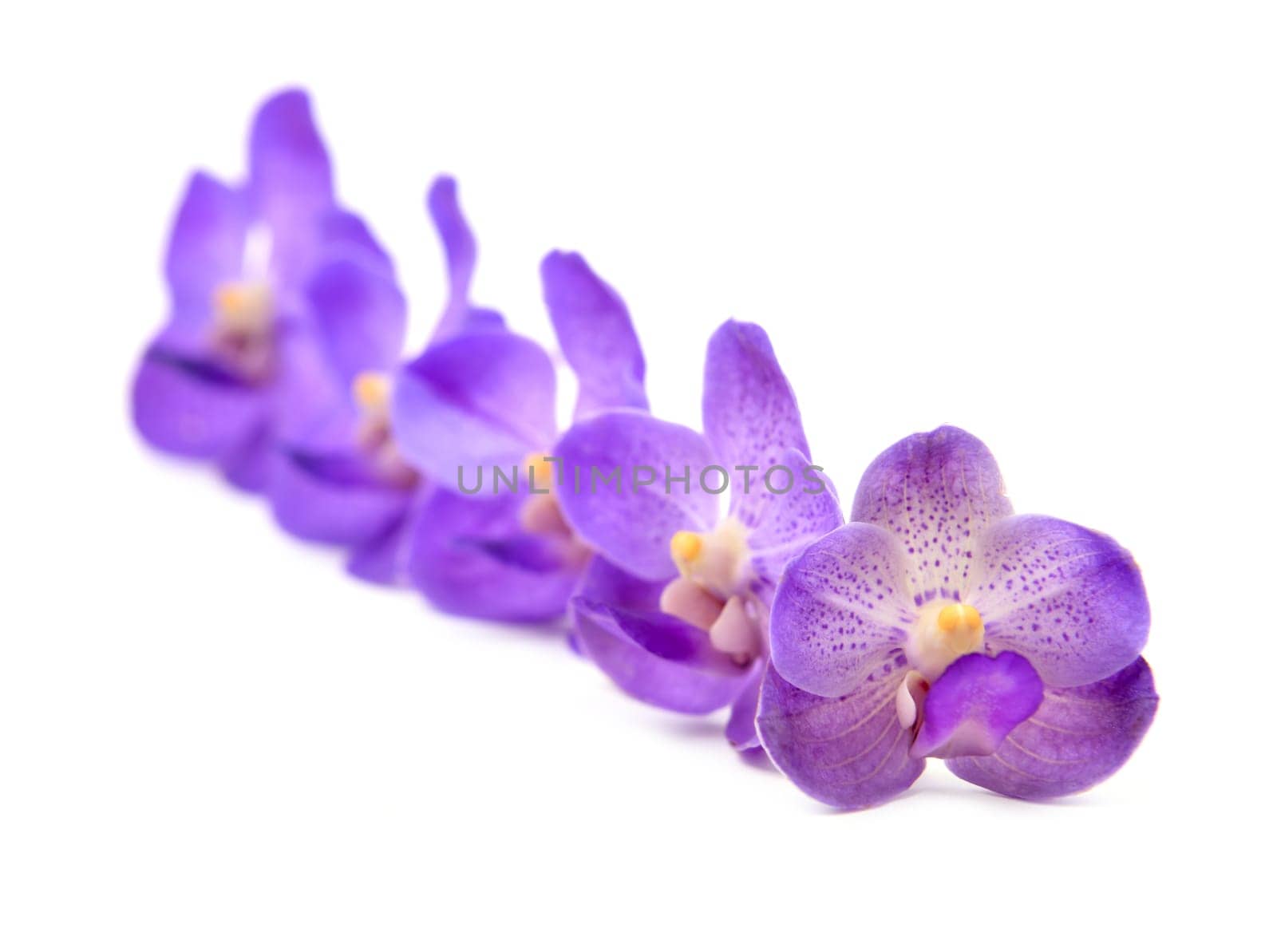 beautiful blooming orchid isolated on white background