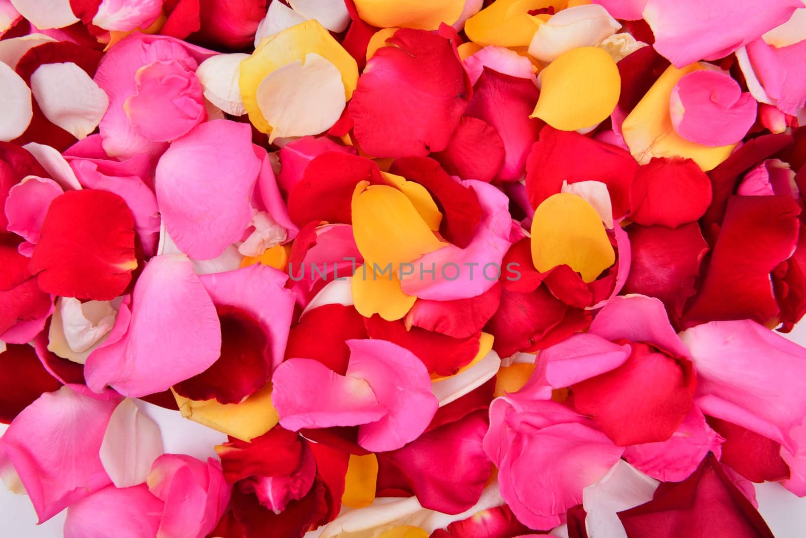 group of colorful rose petal