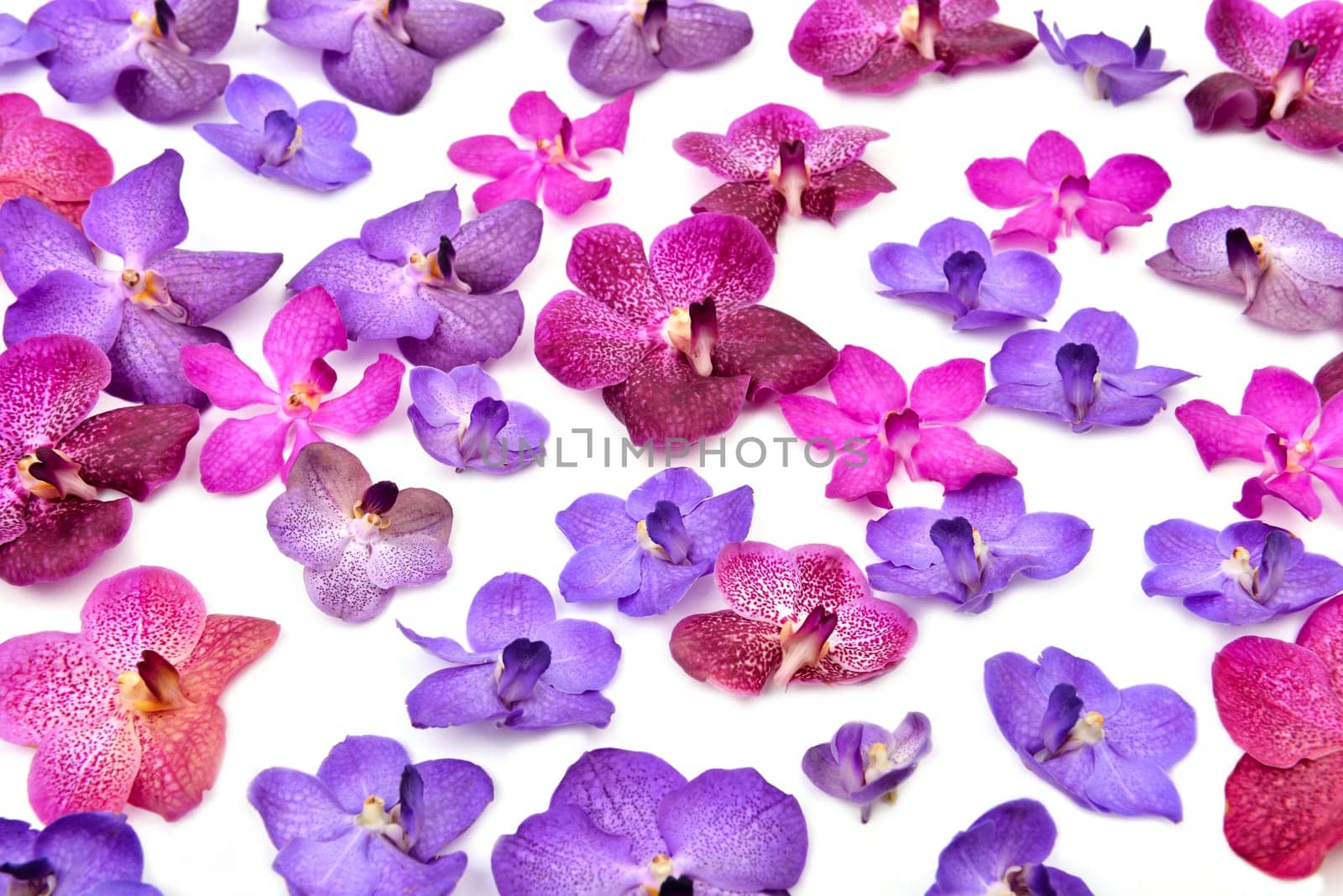 beautiful blooming orchid isolated on white background