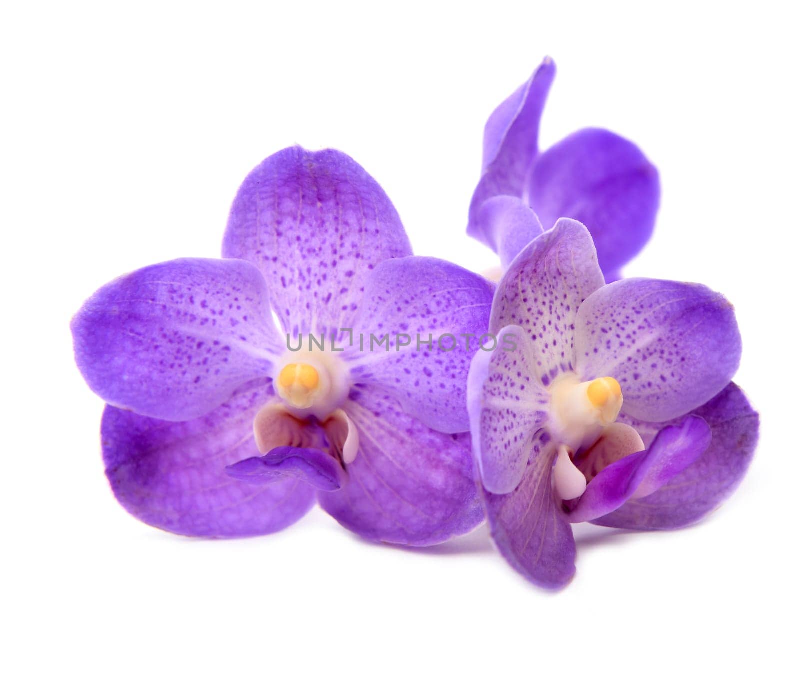 beautiful blooming orchid isolated on white background