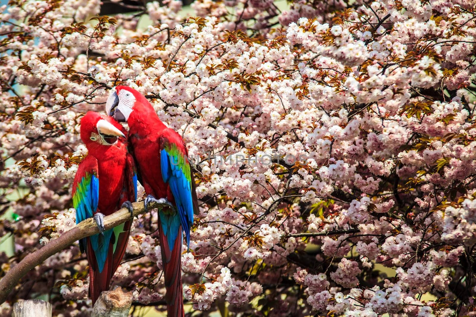 The potrait of Blue & Gold Macaw for adv or others purpose use