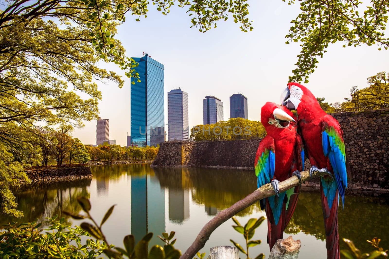 The potrait of Blue & Gold Macaw for adv or others purpose use