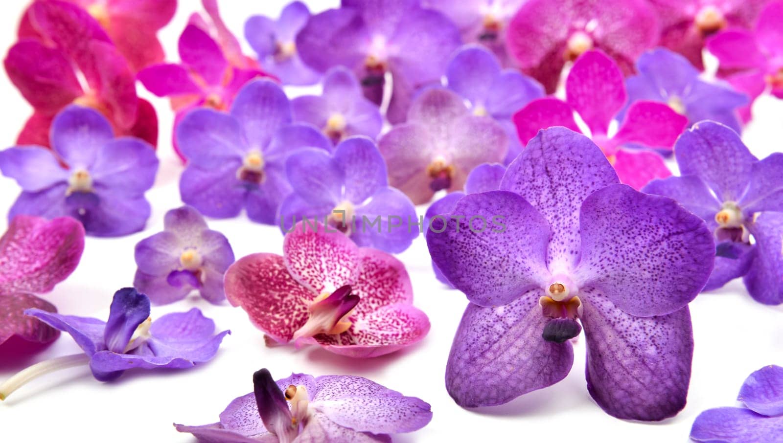 beautiful blooming orchid isolated on white background