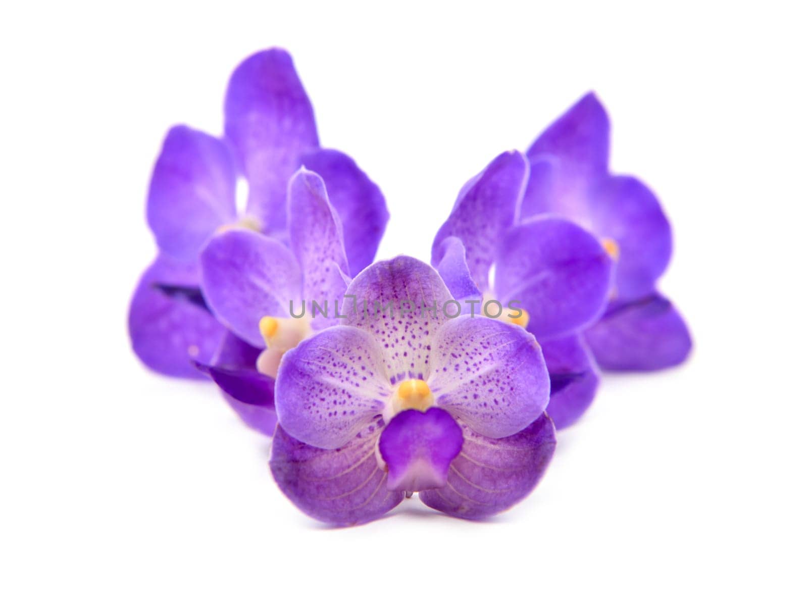 beautiful blooming orchid isolated on white background