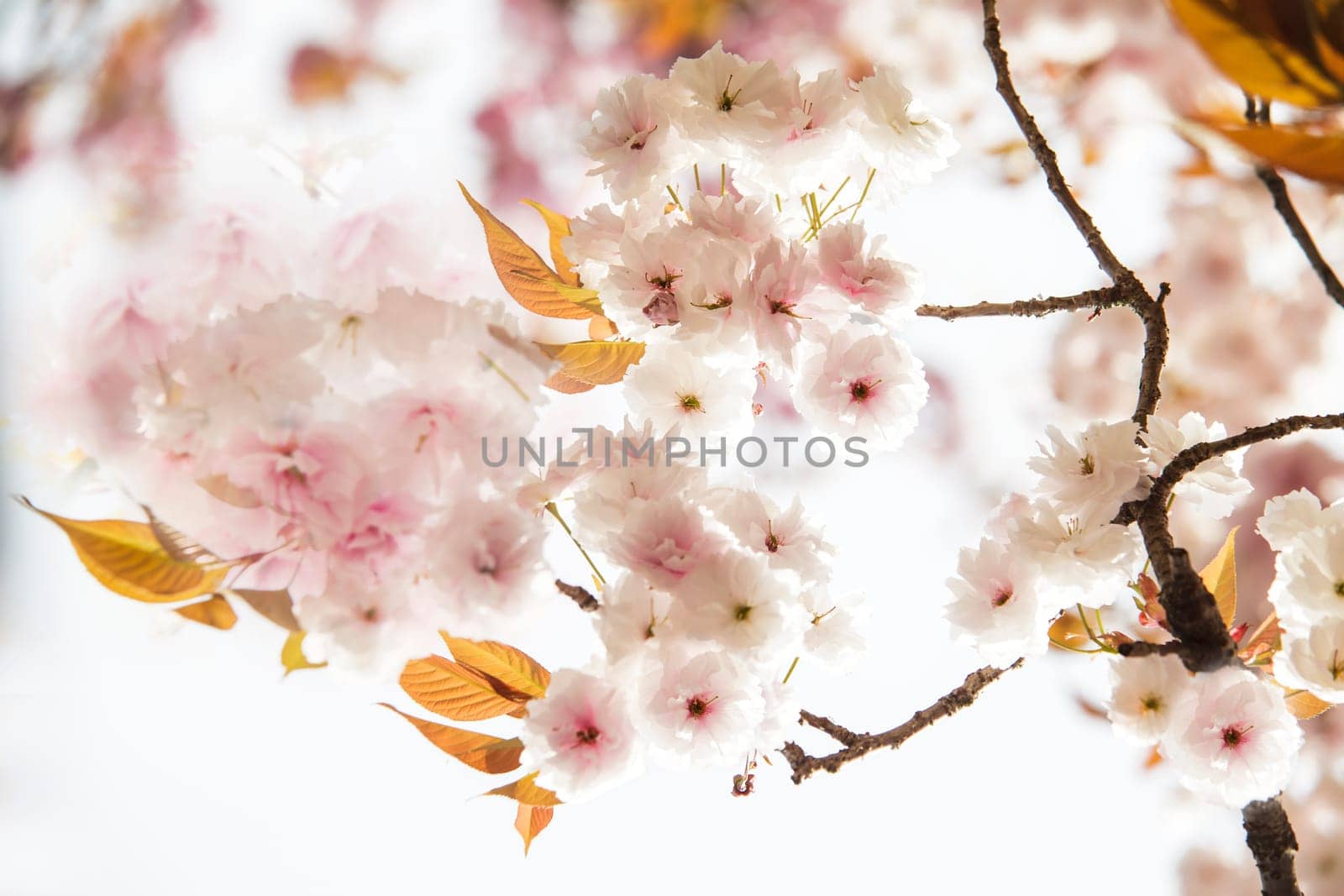 Moat and cherry blossoms of Kyoto, Japan for adv or others purpose use