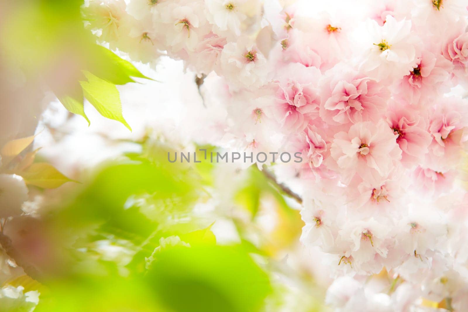 Moat and cherry blossoms of Kyoto, Japan for adv or others purpose use