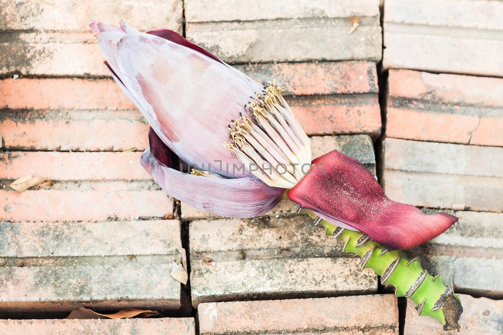 Tropical fresh banana flower from home garden