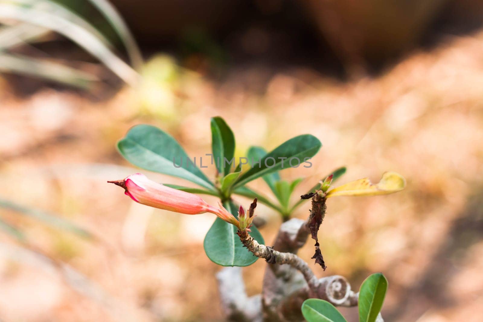 Pink beautiful azalea flowers bud