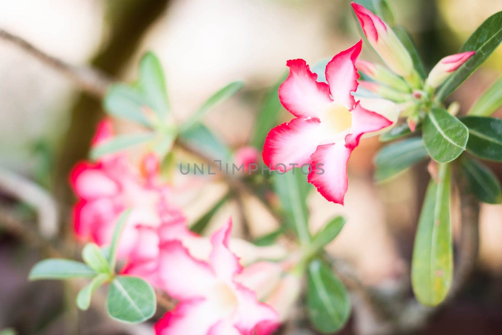 Pink beautiful blooming azalea flowers