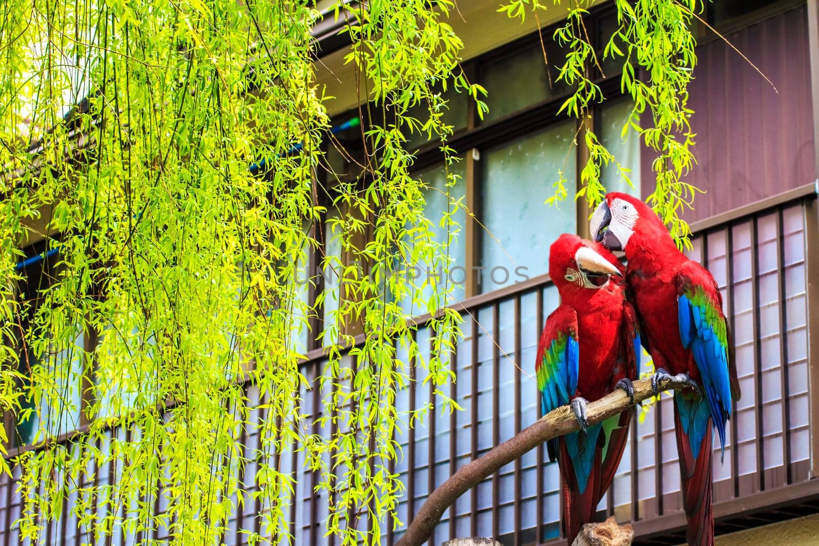 The potrait of Blue & Gold Macaw for adv or others purpose use