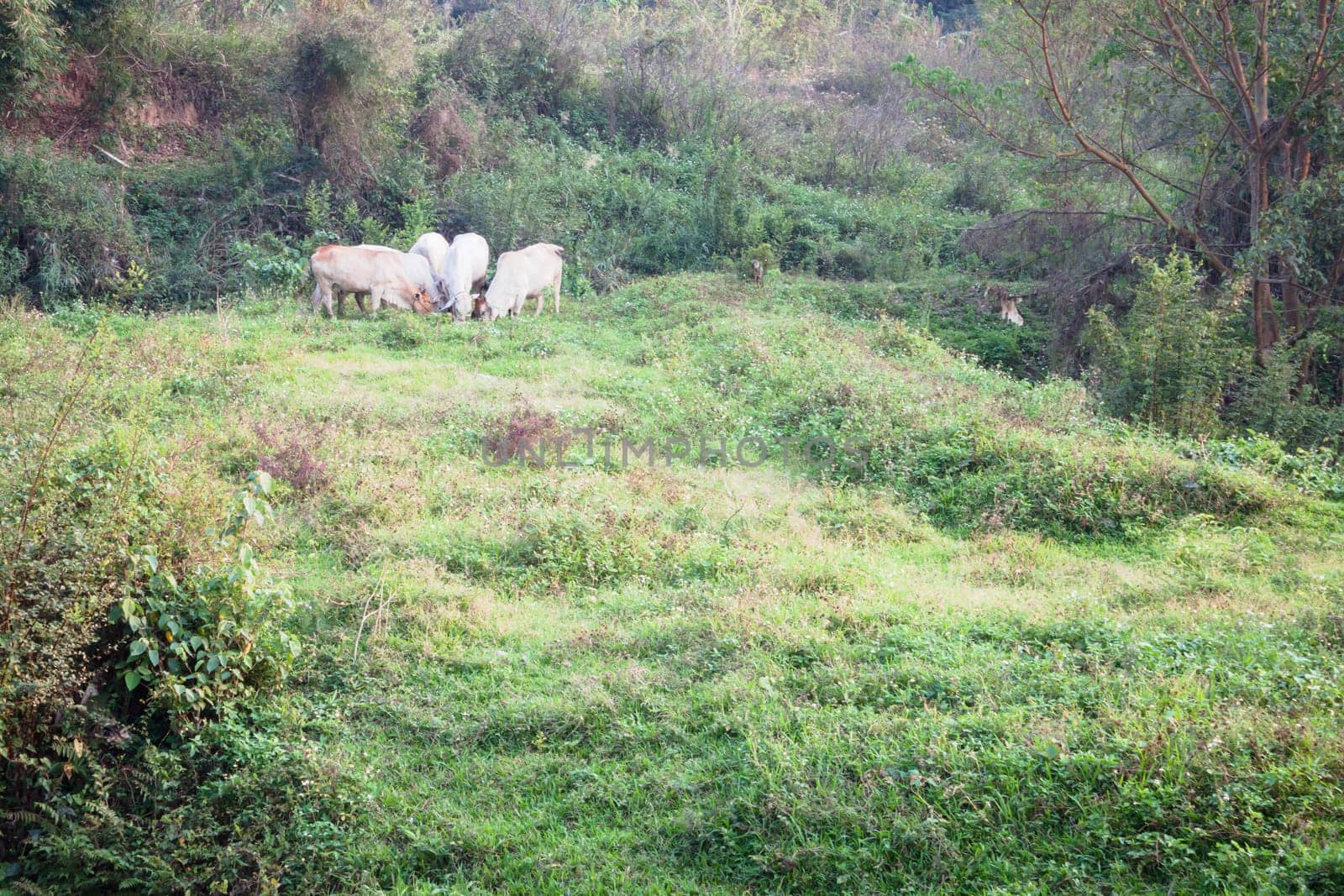 Cattle grazing in the field of rural village