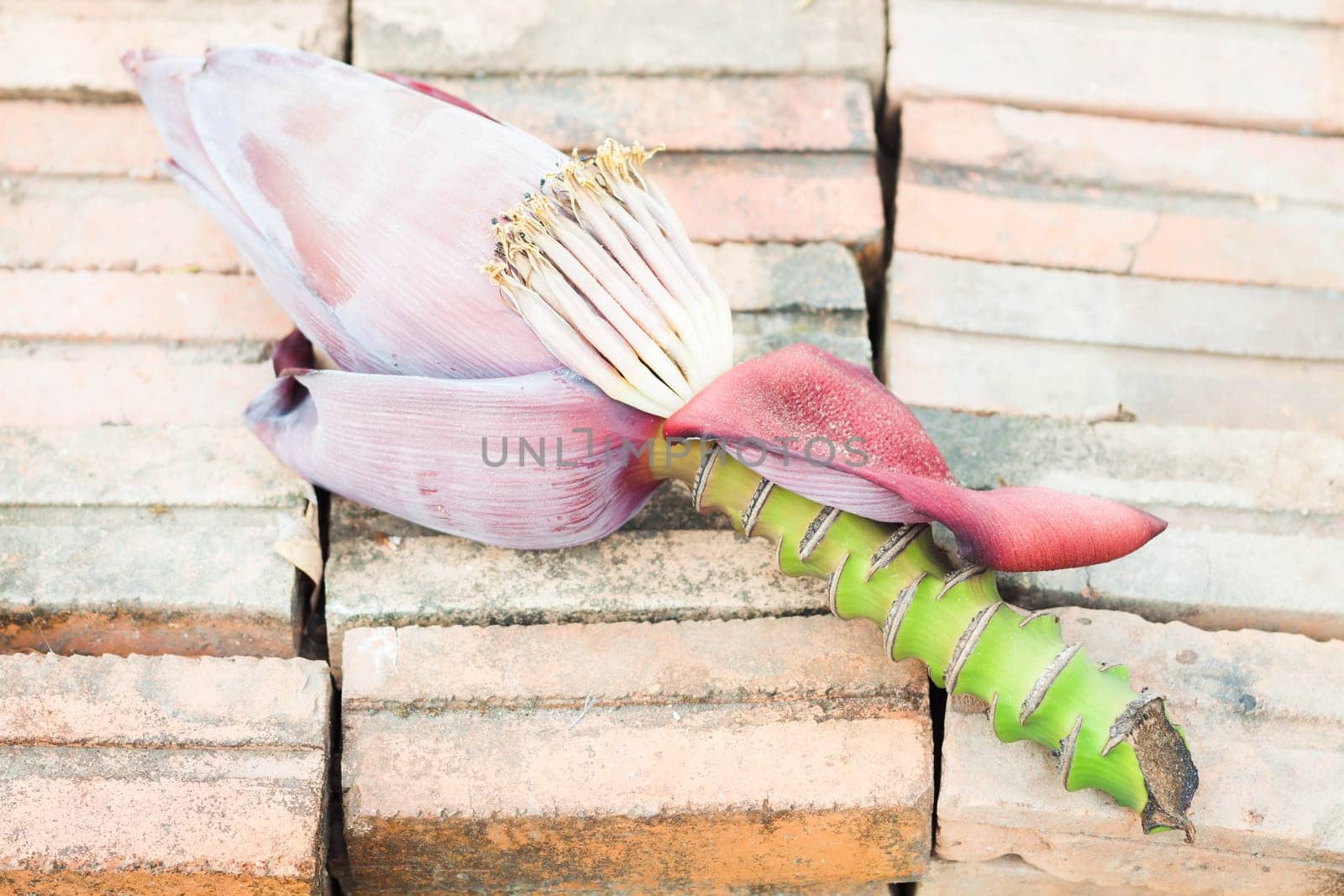 Fresh banana flower bud from home cultivation