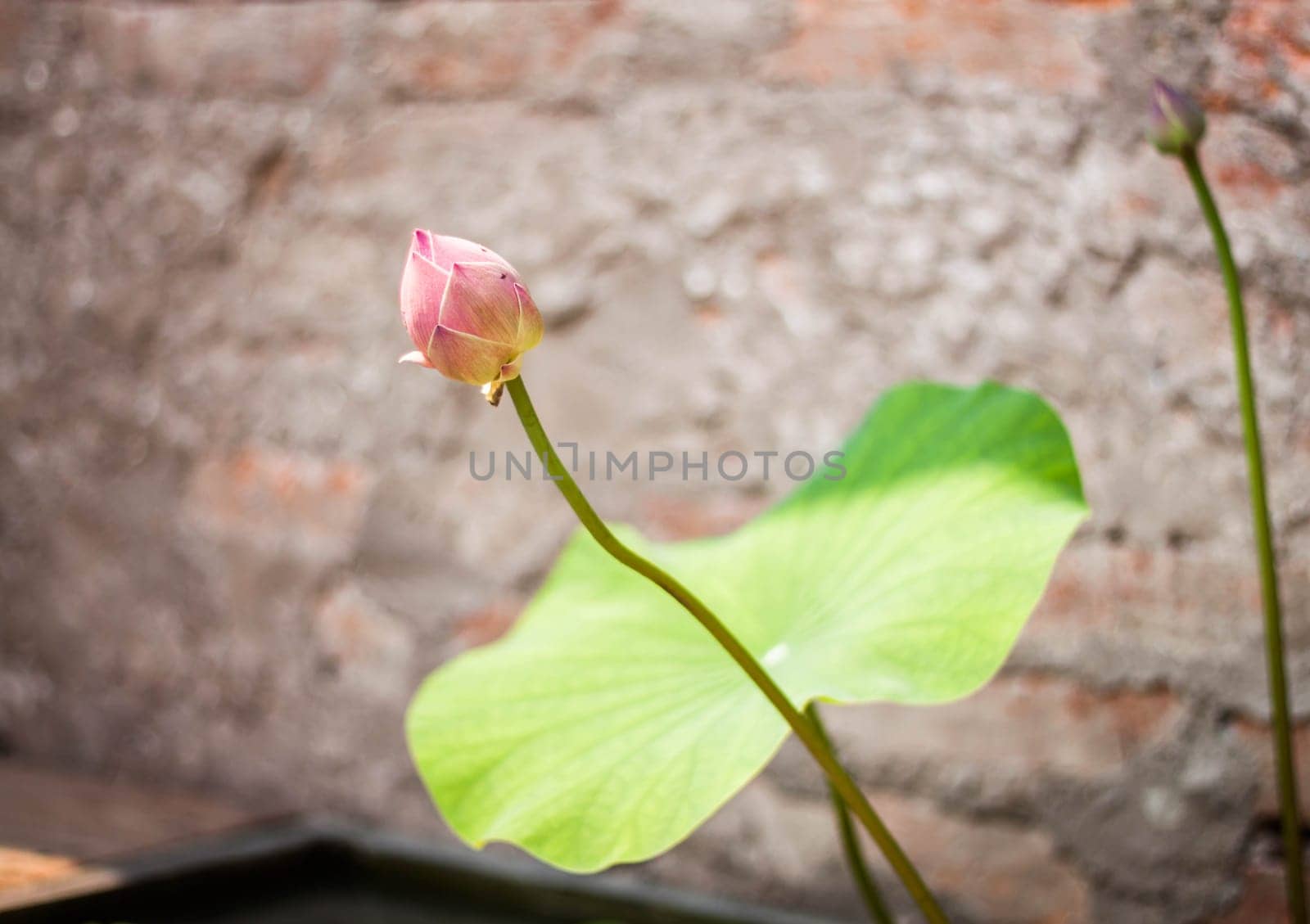 Fresh lotus bud
