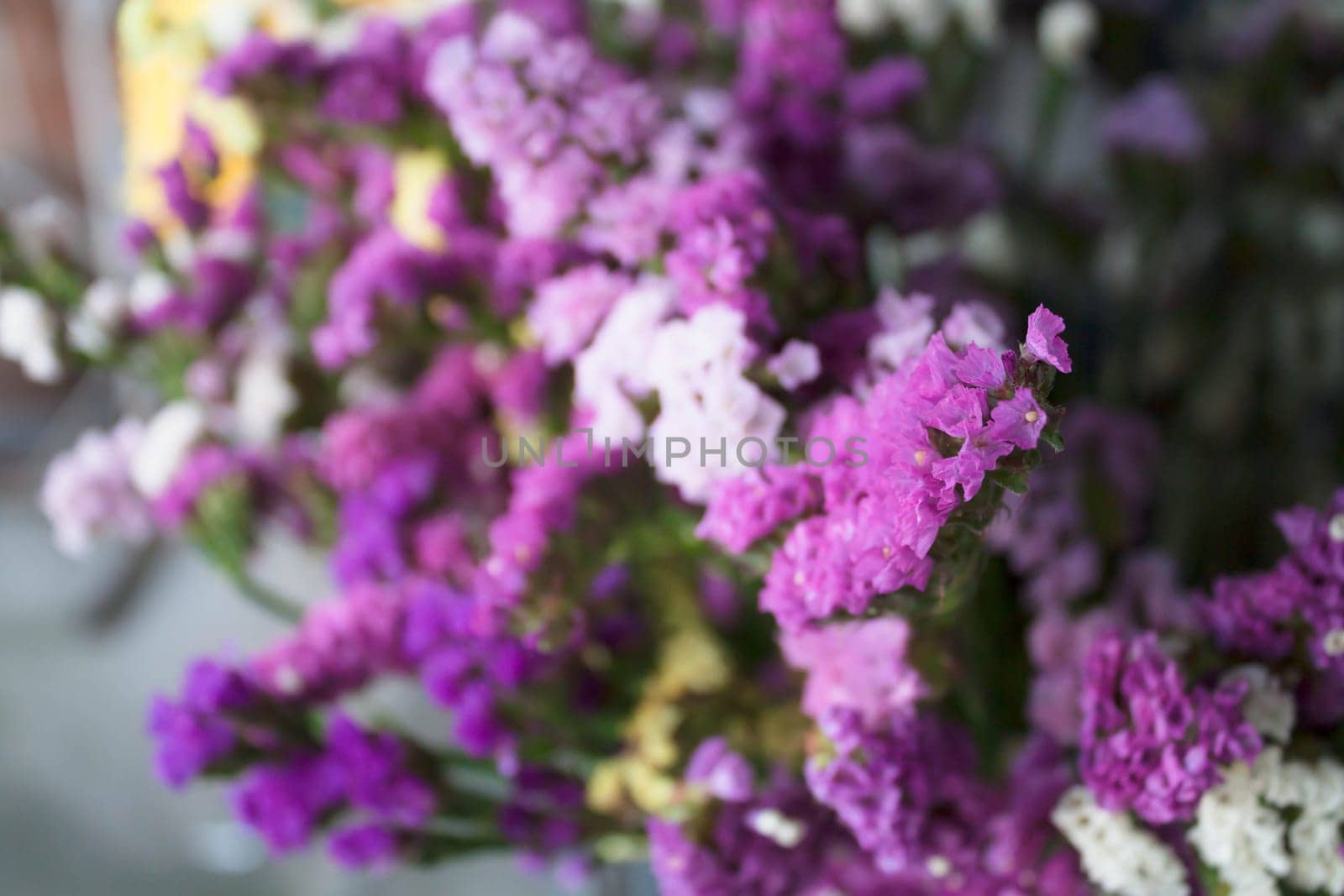 Focus fresh purple statice flowers