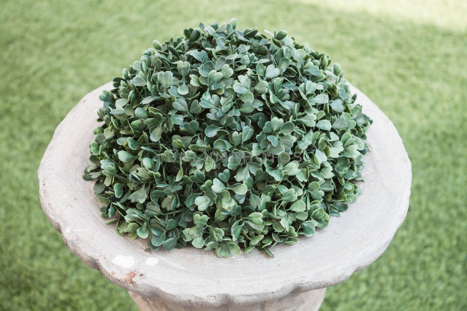 Garden flowerpot with ornament and evergreen plant