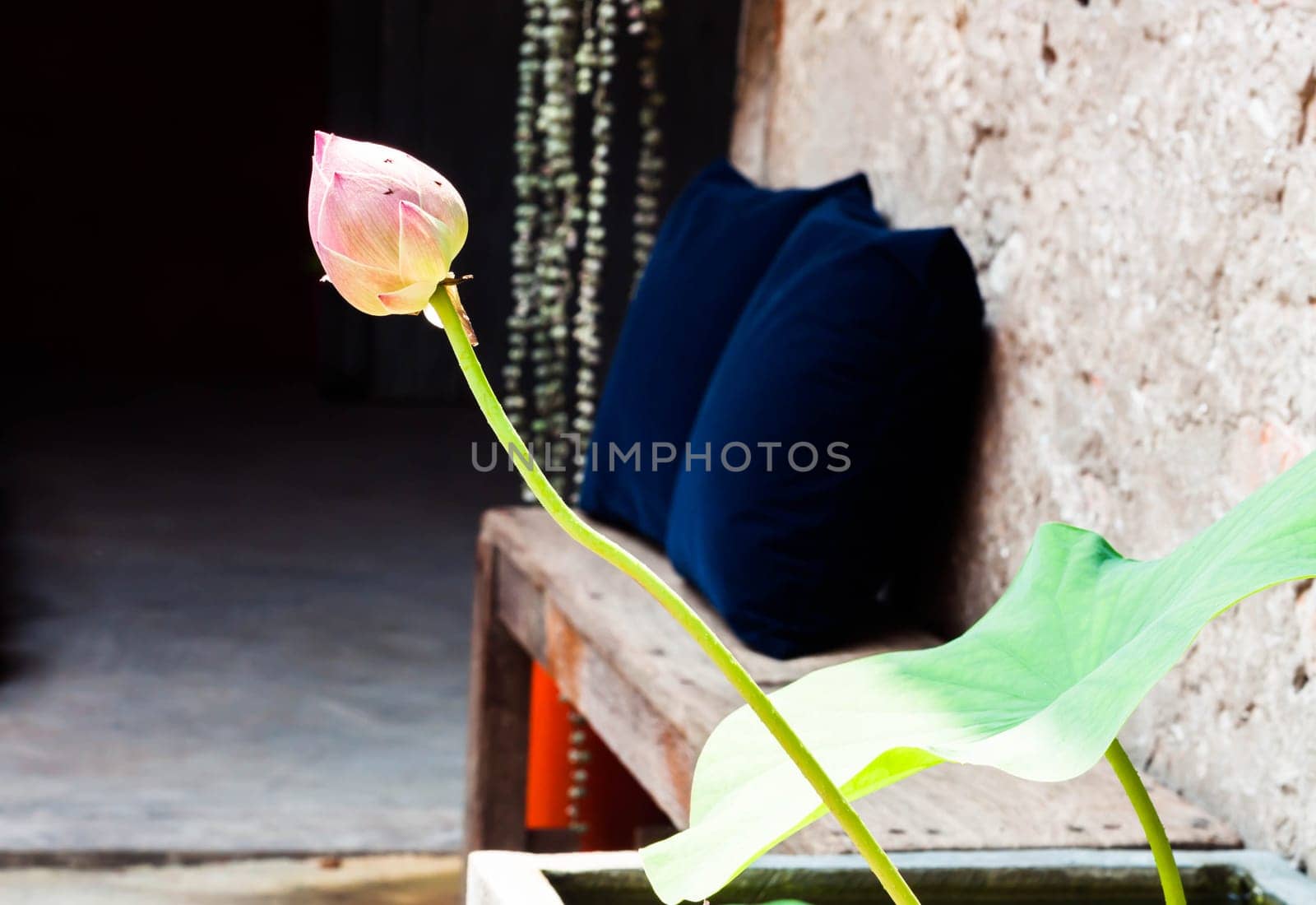 Fresh lotus bud in home garden