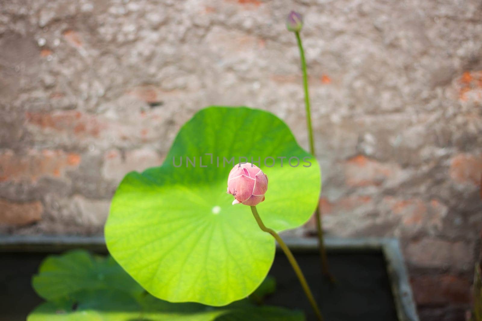 Fresh lotus bud with vintage brick wall background