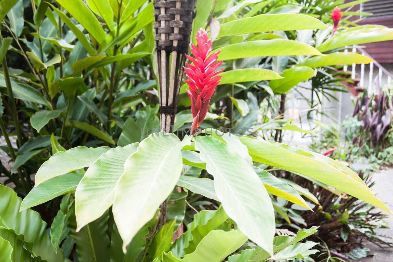 Galangal red flowers plant in home stay