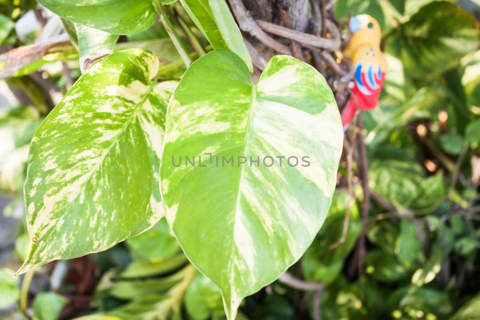 Green leaves of fresh pothos plant in garden