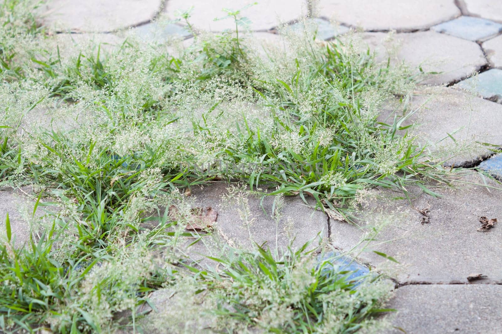 Green grass grow on the holes of cement brick