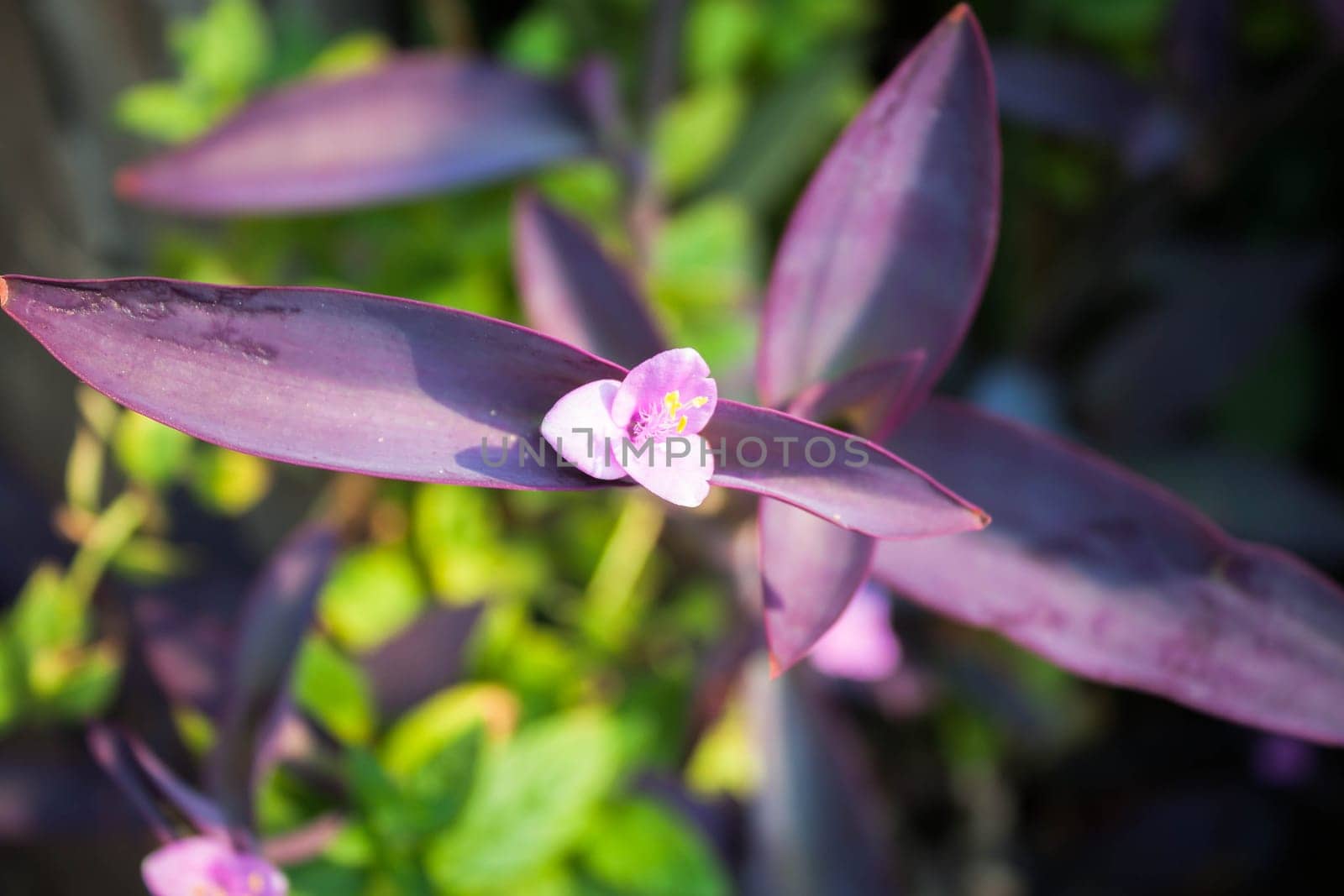 Mini purple flower blossom on green background