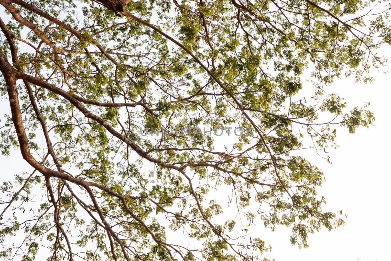 Looking up at the tree on white sky background