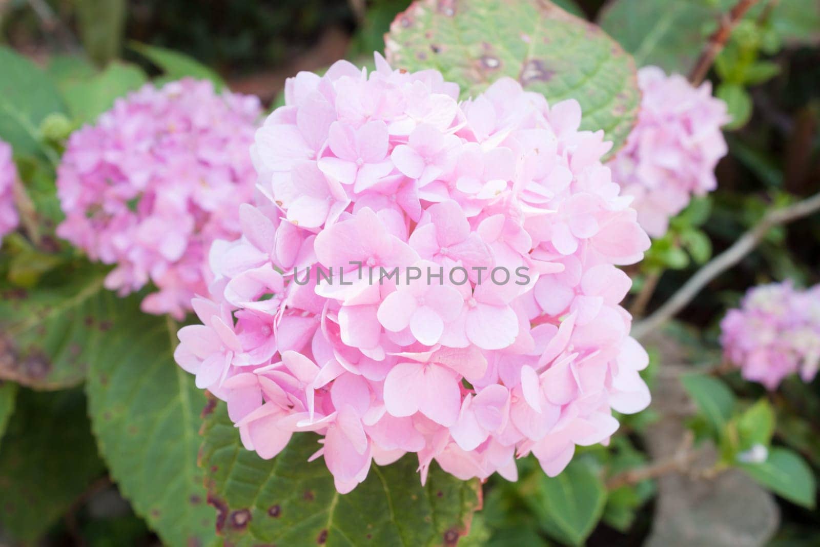 Pink bright hydrangea flowers blooming