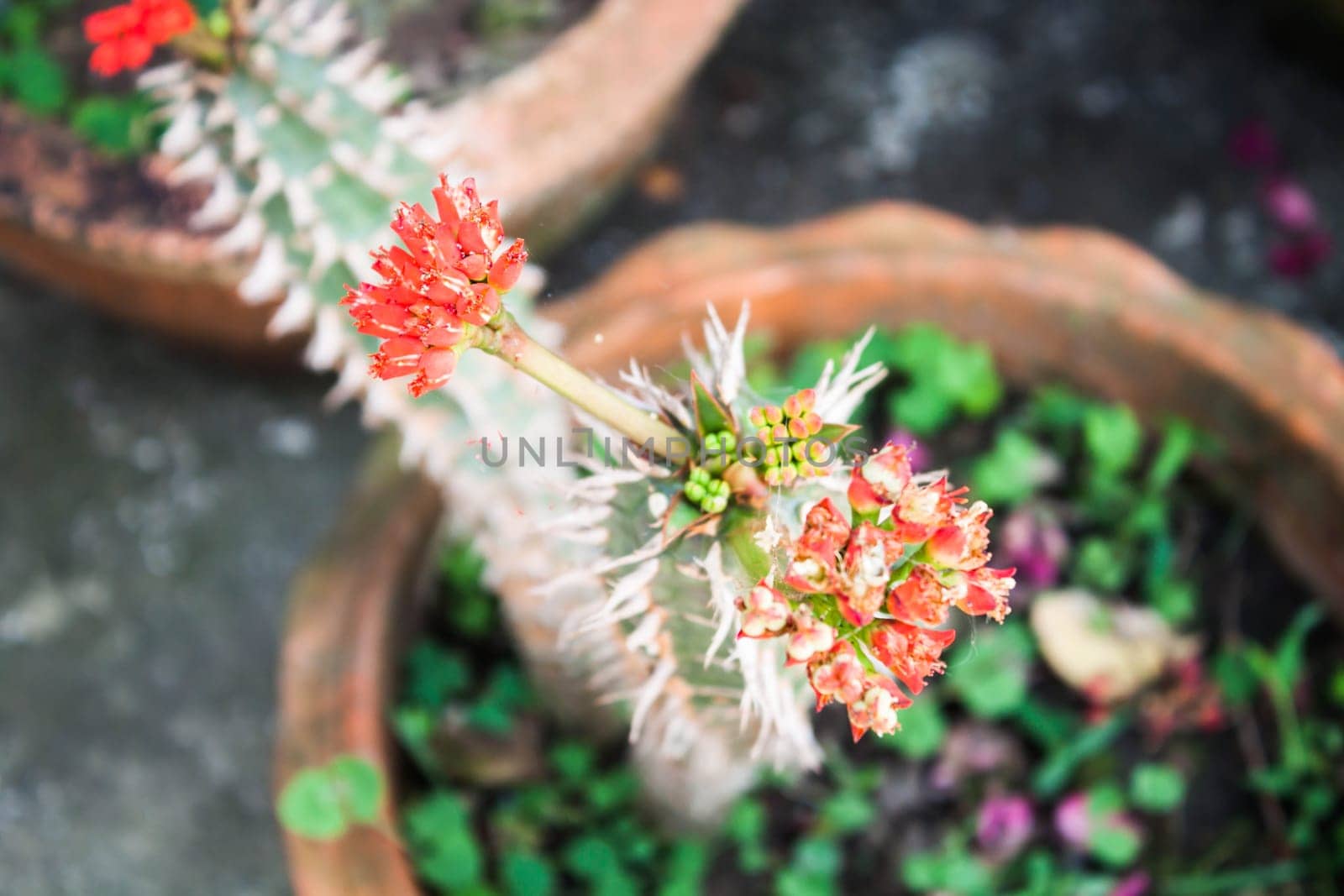Red crown of thorns flowers plant in home garden