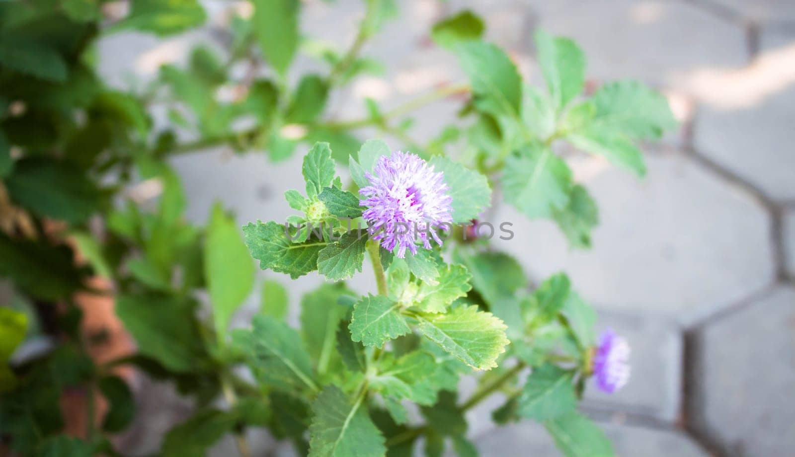Purple flower branch in small home garden