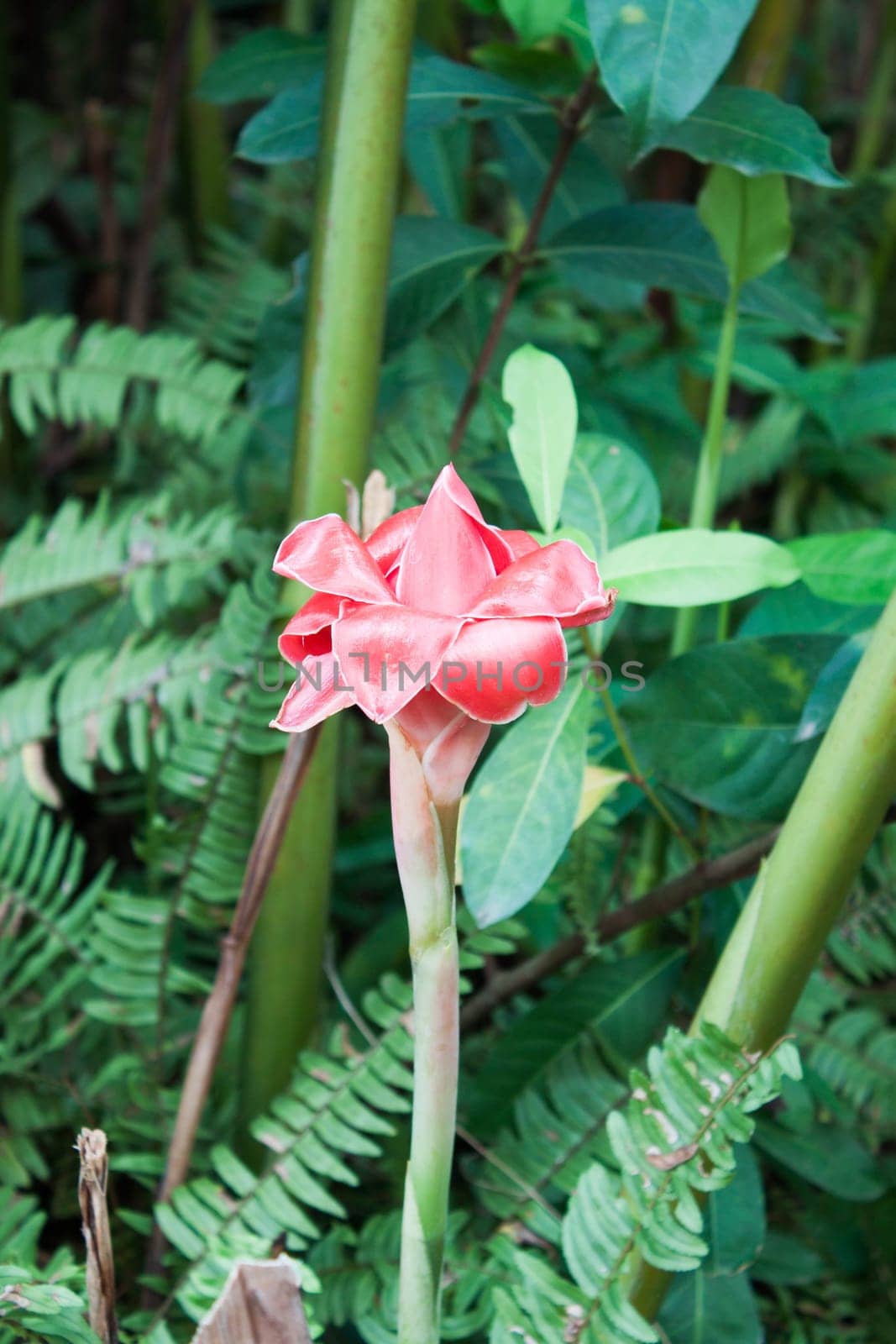 Red Etlingera Elatior (Jack) R.M. Smith flower in home garden