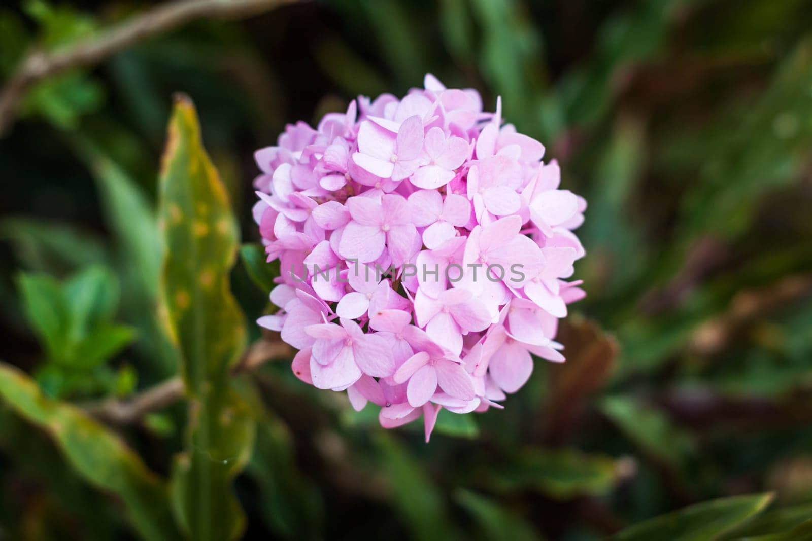 Beautiful blooming pink hydrangea flowers