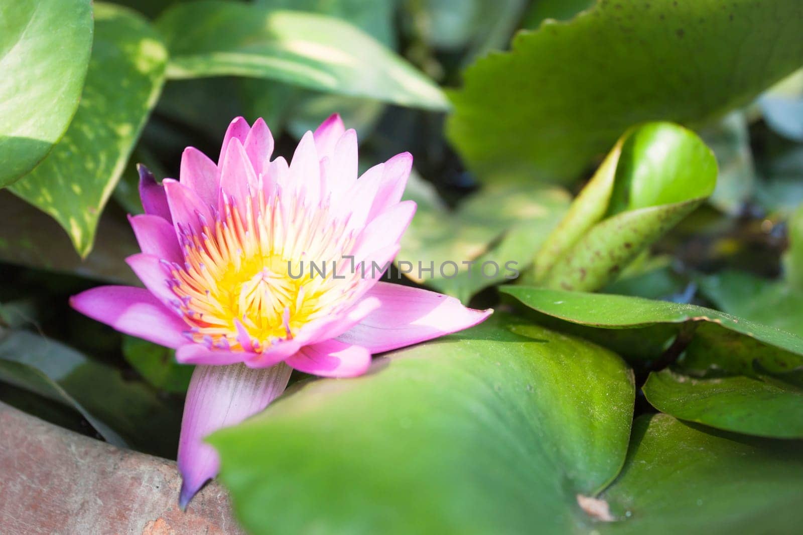 Pink lotus flower bloom on green foliage