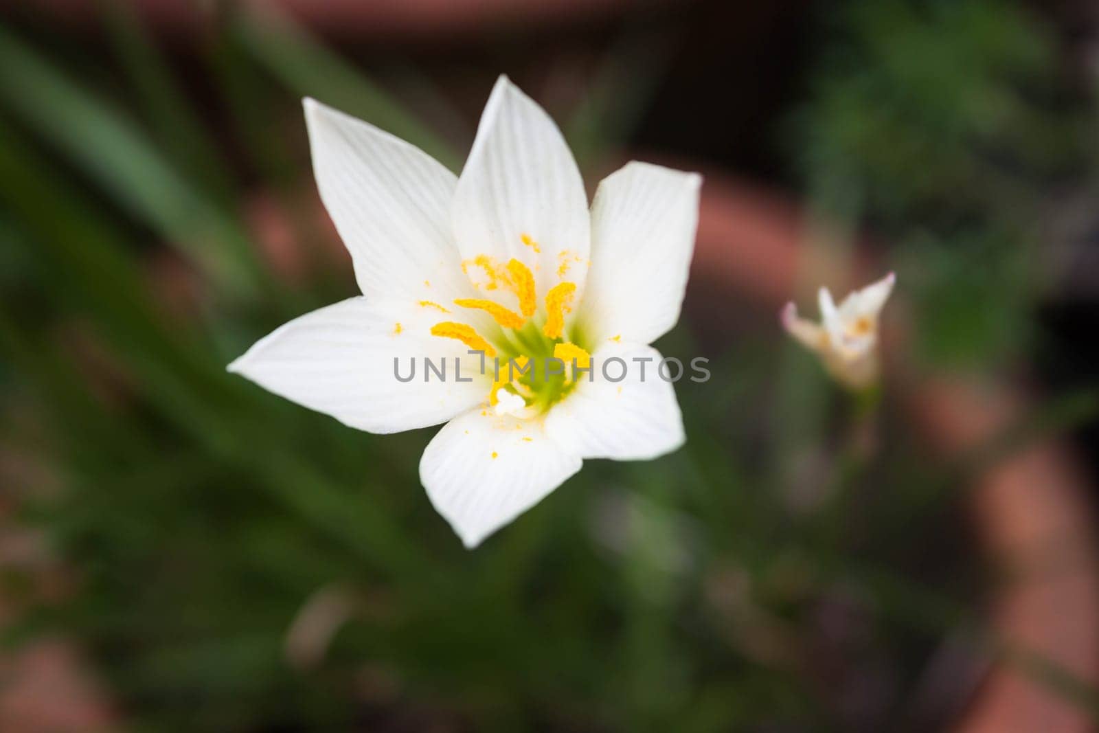 White wild flower blossom with green background