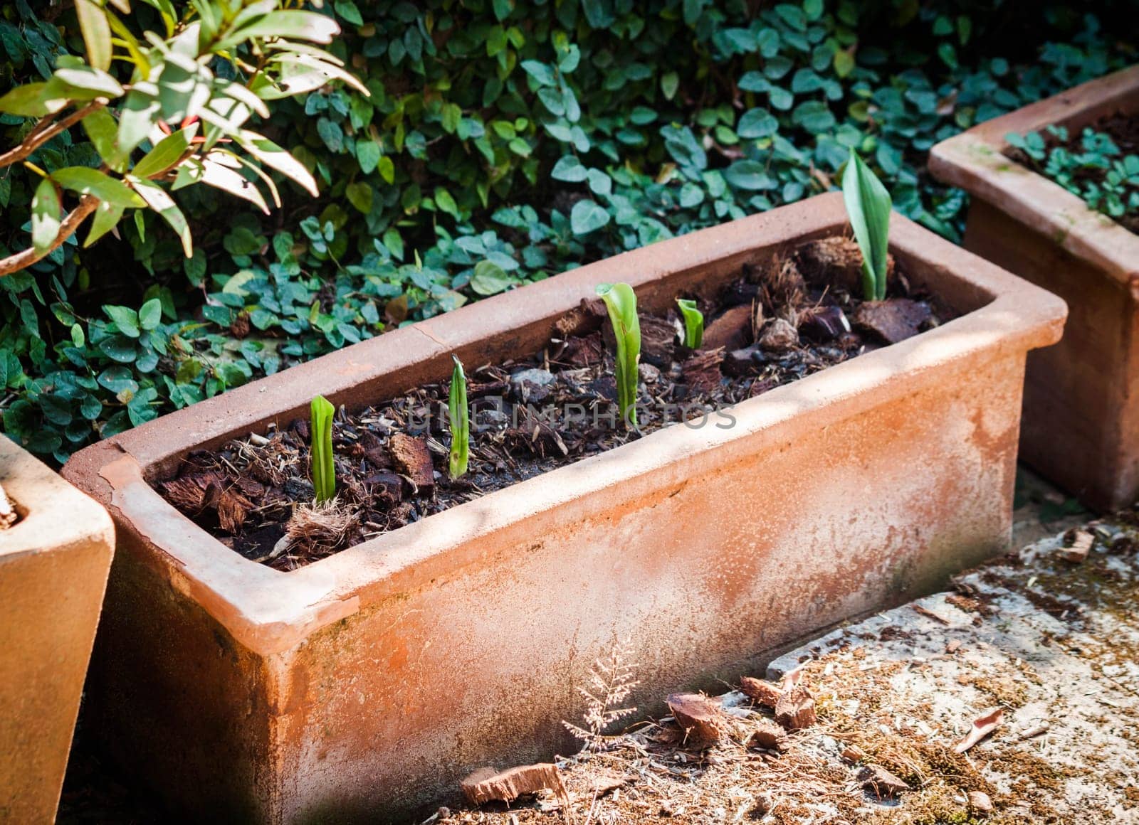 Sequence green sprout growing in soil