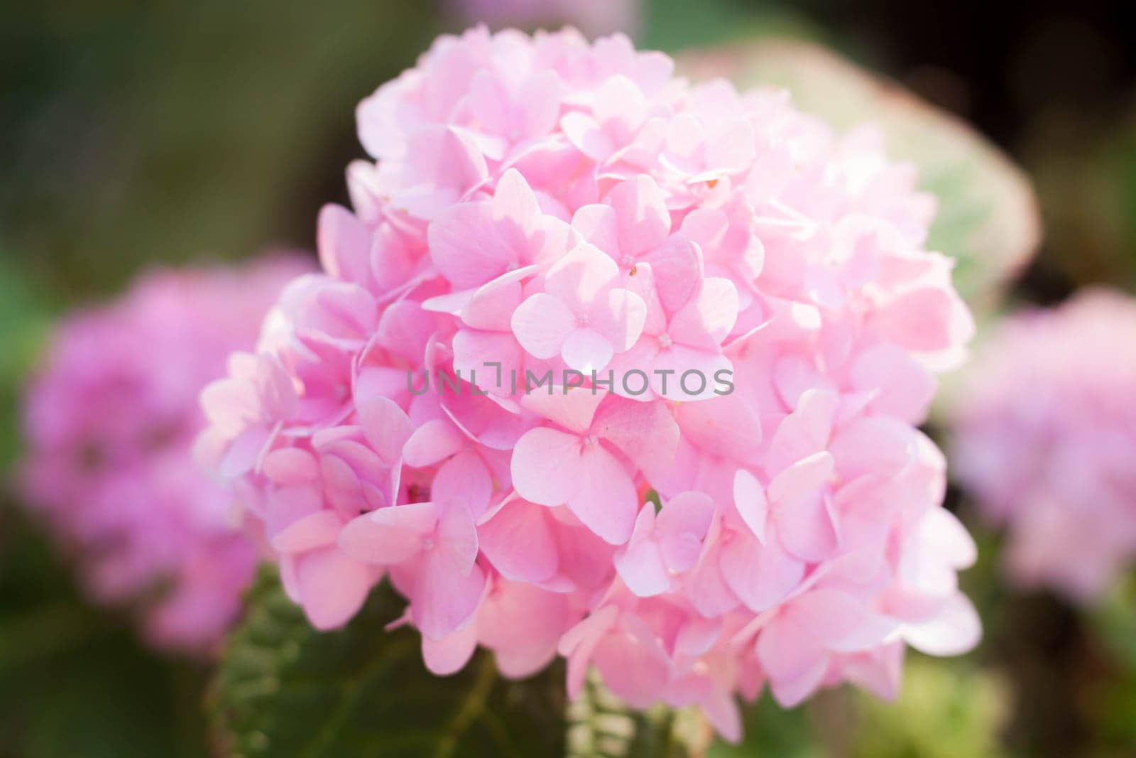 Beautful pink hydrangea flowers blooming