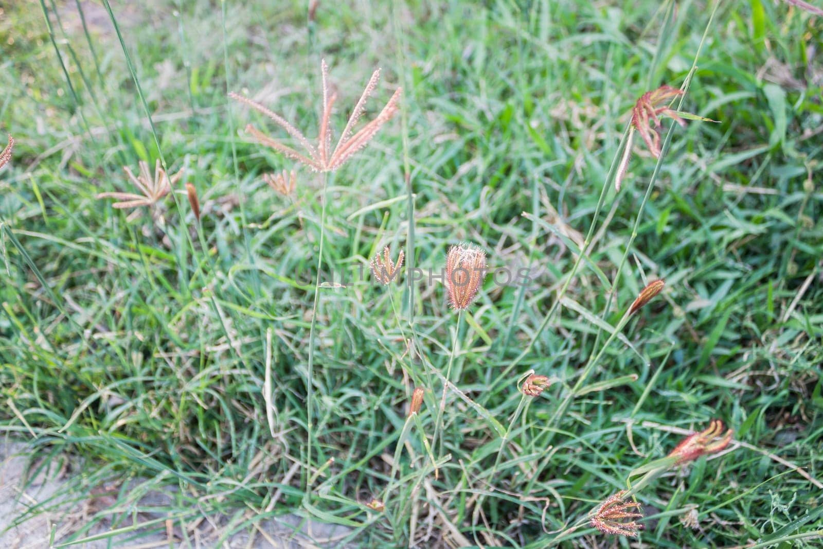 Summer grass flower on meadow in green background