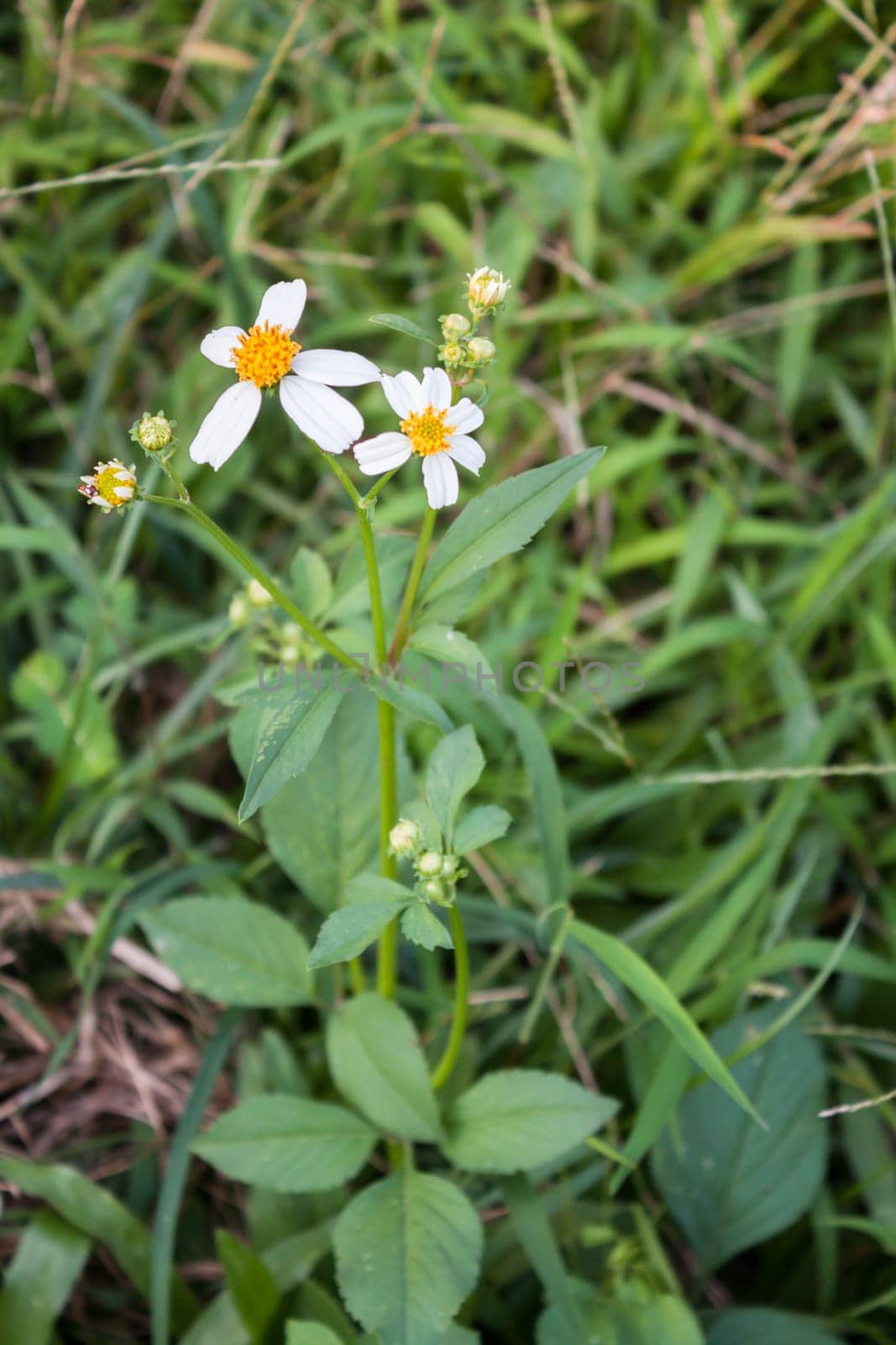 Summer wildflowers on meadow in green grass