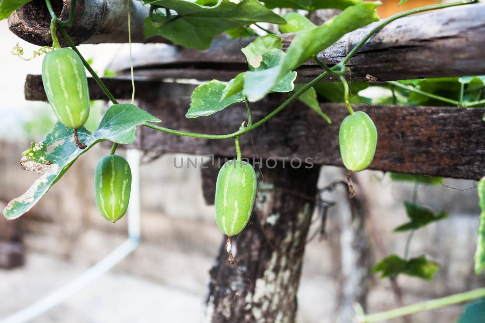 Organic ivy gourd fruit plant inside greenhouse