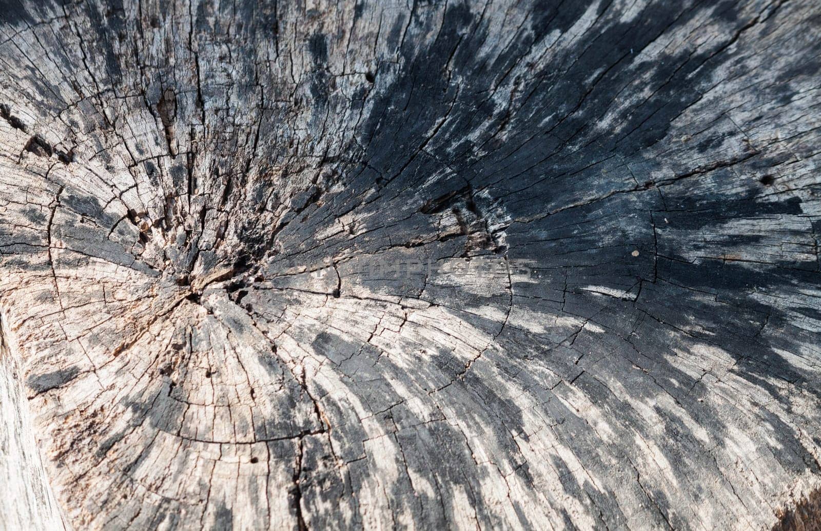 Texture of tree stump is located outdoors