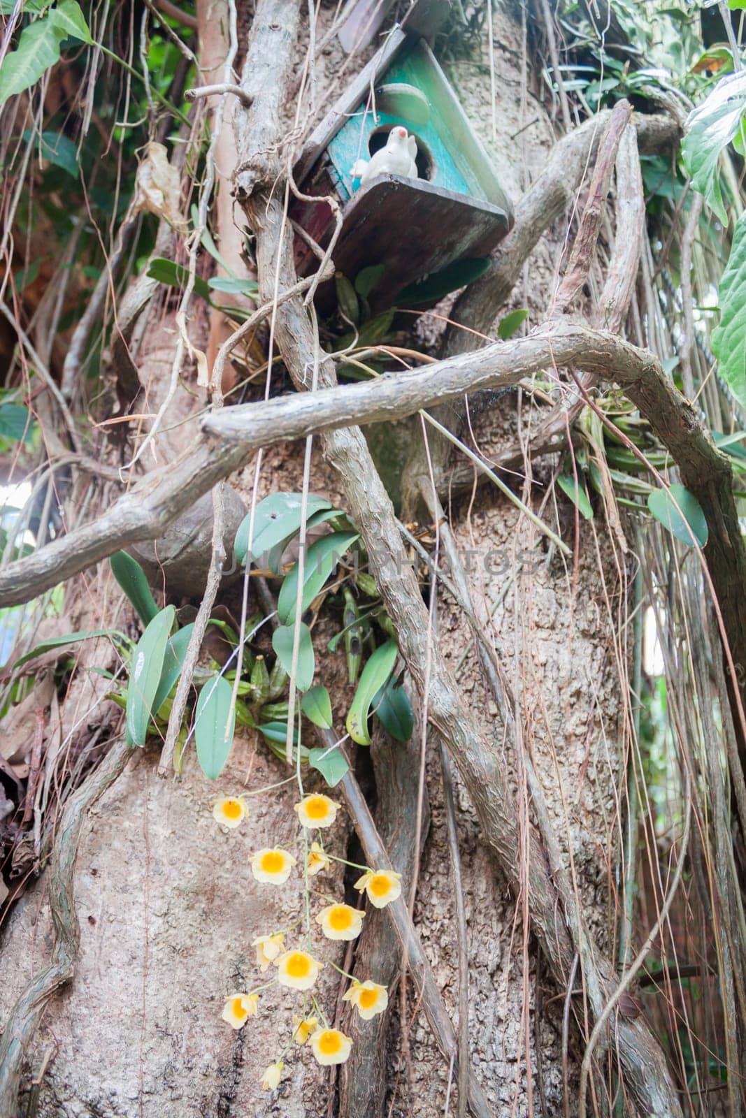 Yellow wild orchid and wooden bird house