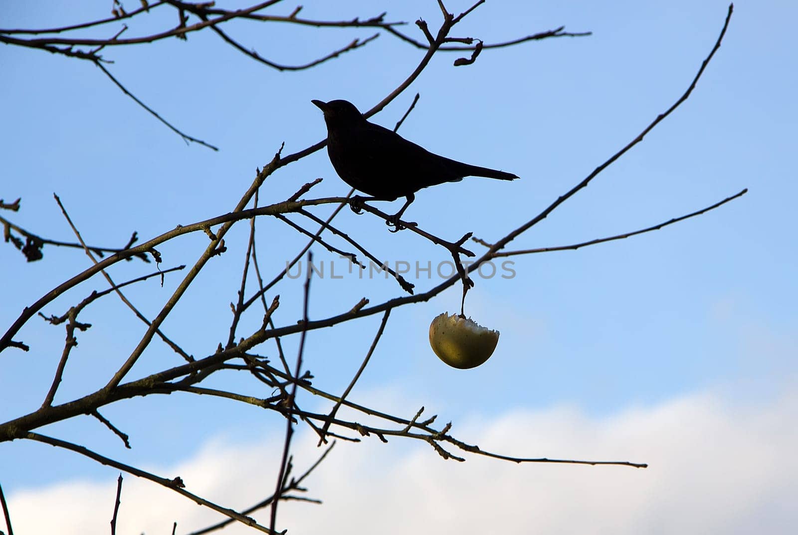 Blackbird on bare branches with apple