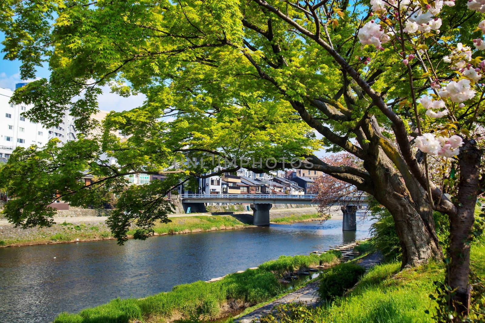 Sakura seaskon in Japan for adv or others purpose use