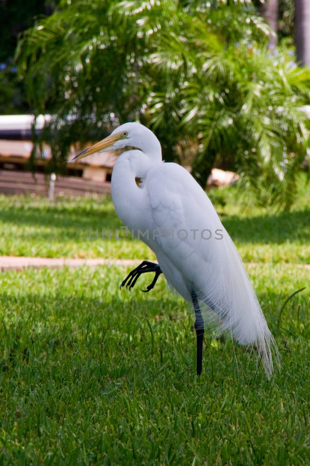 jewelry heron,heron,bird,white,yellow,feet,plumage,color,birds,feather dress,beak,pointed,genus,species,long,legs,stilt legs,beak-base,wetlands,Florida,Everglades,Sanibel,jewelry feathers,beach,shore,coast,sea,sandstran