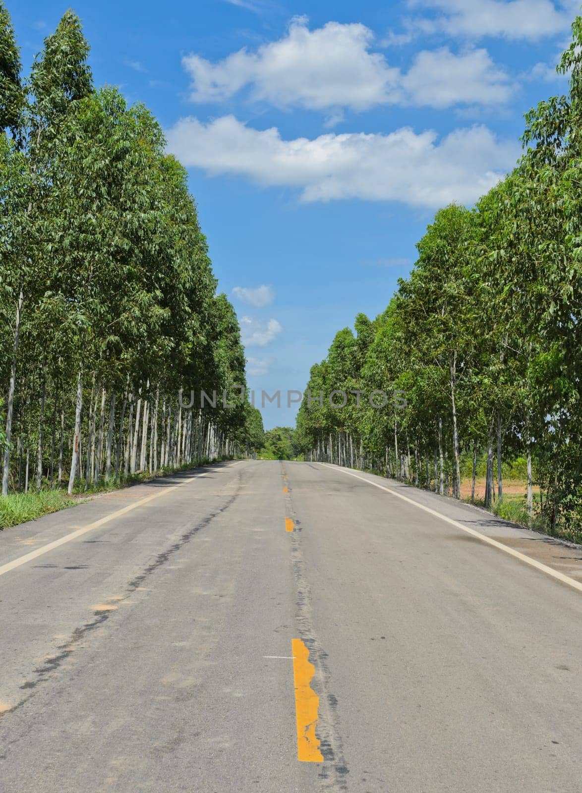 Countryside road with Eucalyptus tree
