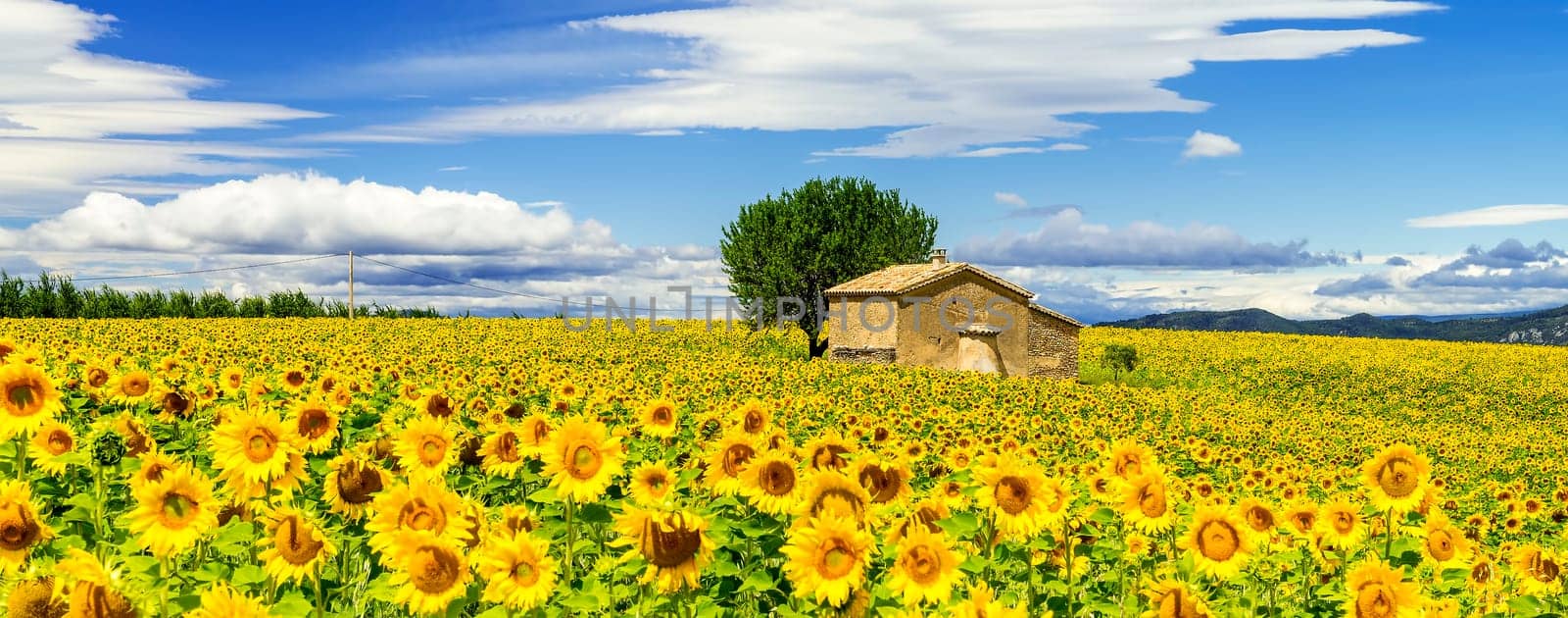 Beautiful landscape with sunflower field over cloudy blue sky and bright sun lights