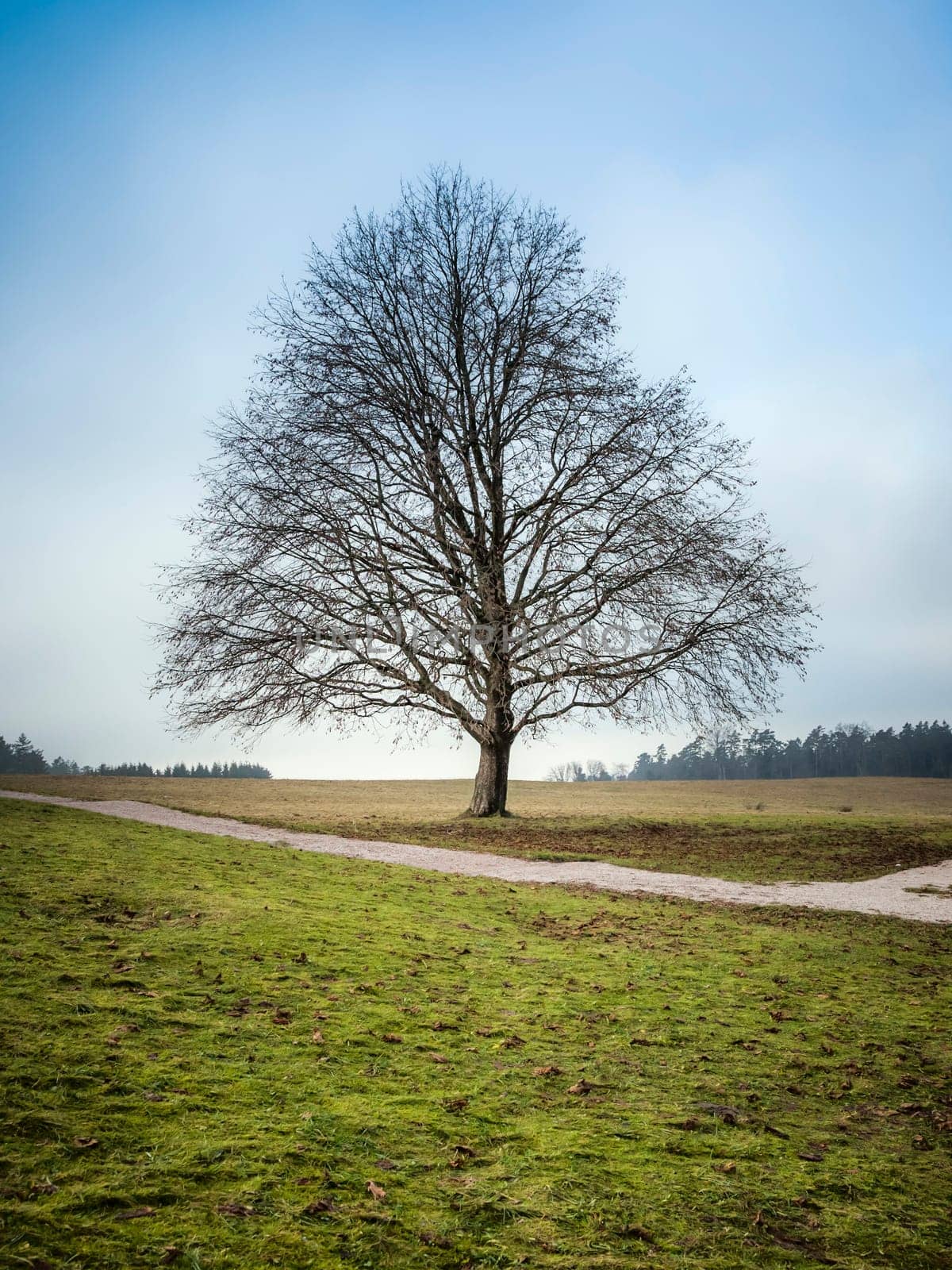 An image of a nice leafless tree