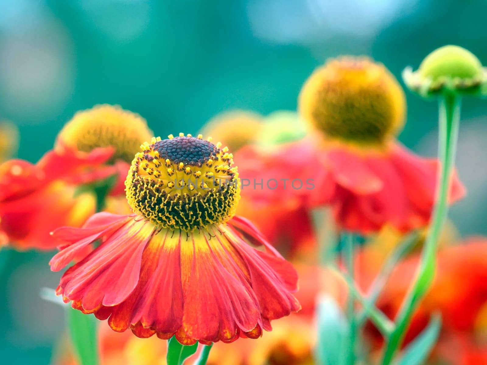 An image of a nice Helenium flower