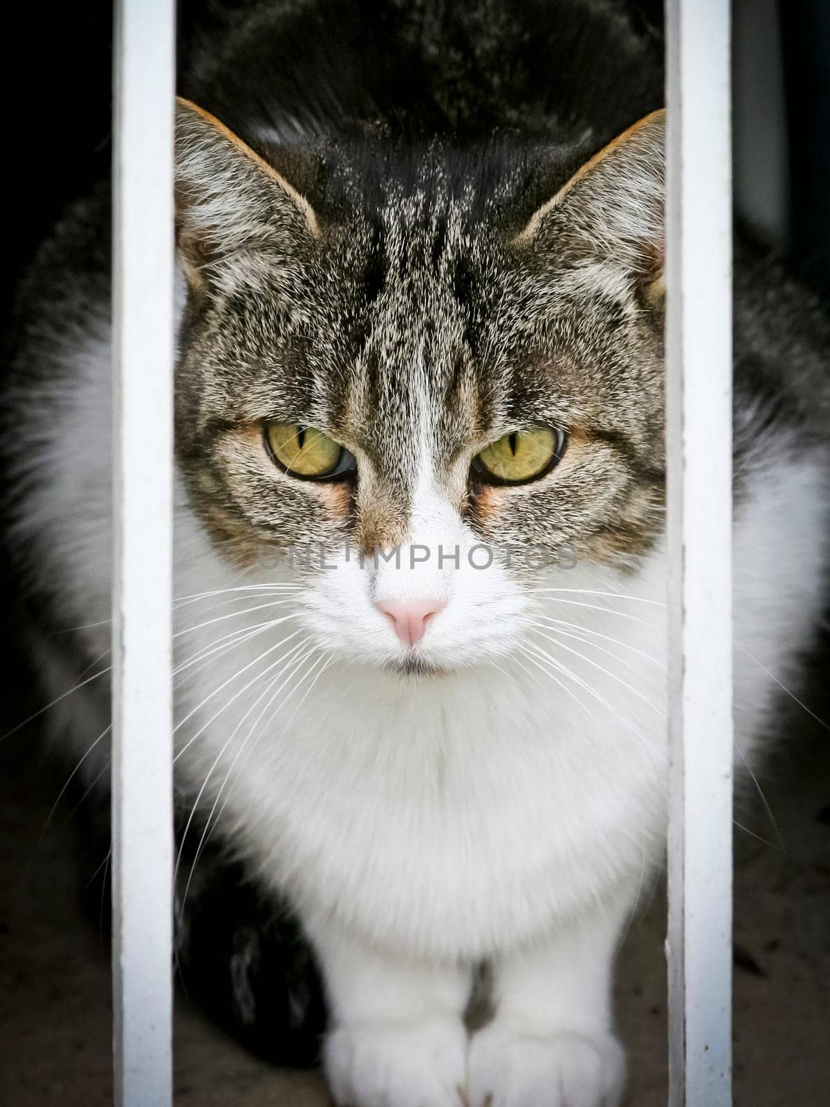 An image of a cat looking out of the window