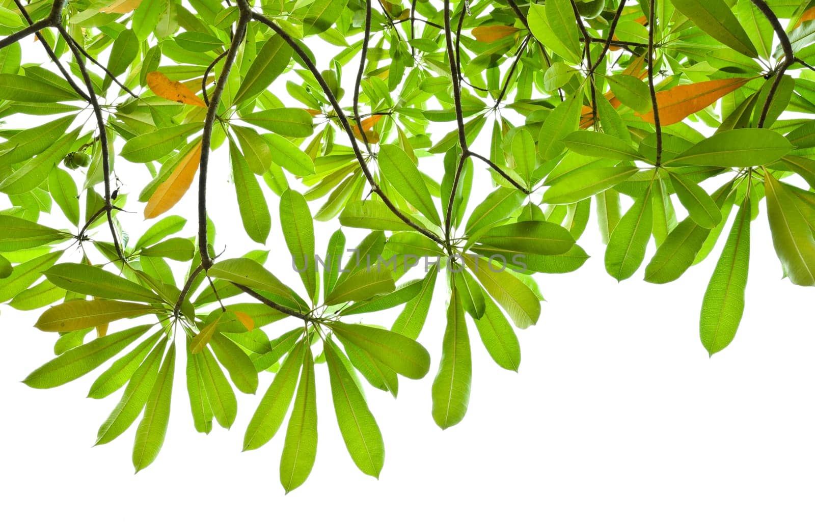 Leaves background of Alstonia scholaris tree